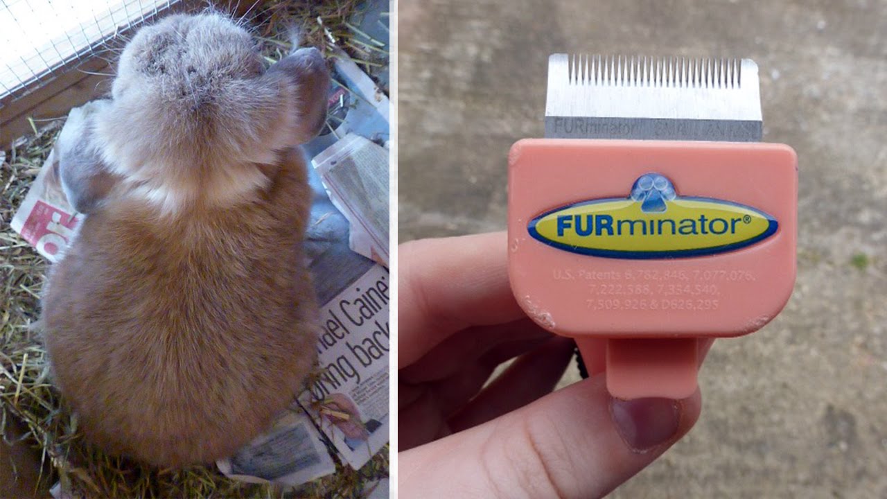Furminator (For Rabbits) Review | What I Use When My Bunny Sheds Her Coat