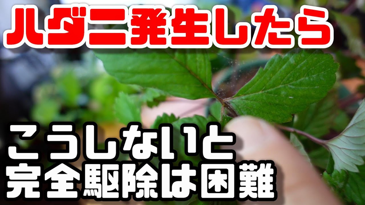 【水耕栽培大学】ハダニを完全駆除するには！? あれを使って徹底駆除してみた