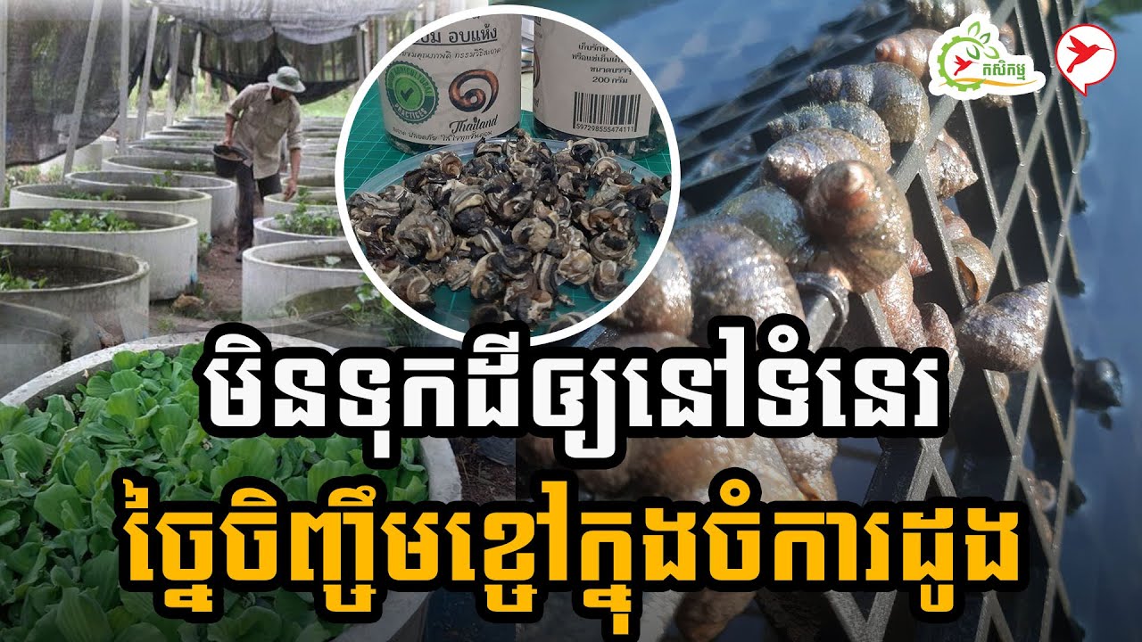 មិនទុកដីឲ្យនៅទំនេរ ច្នៃចិញ្ចឹមខ្ចៅក្នុងចំការដូង | កម្មវិធីកសិកម្ម