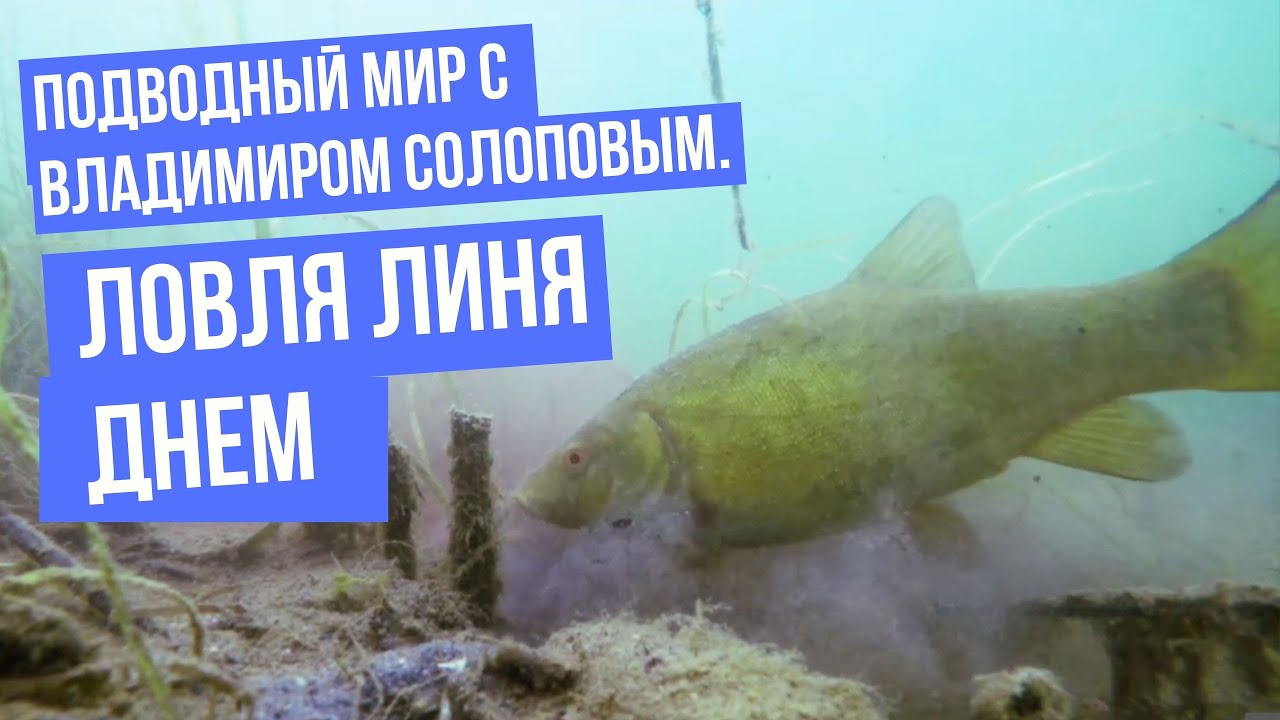 Ловля линя днем \ Подводный мир с Владимиром Солоповым