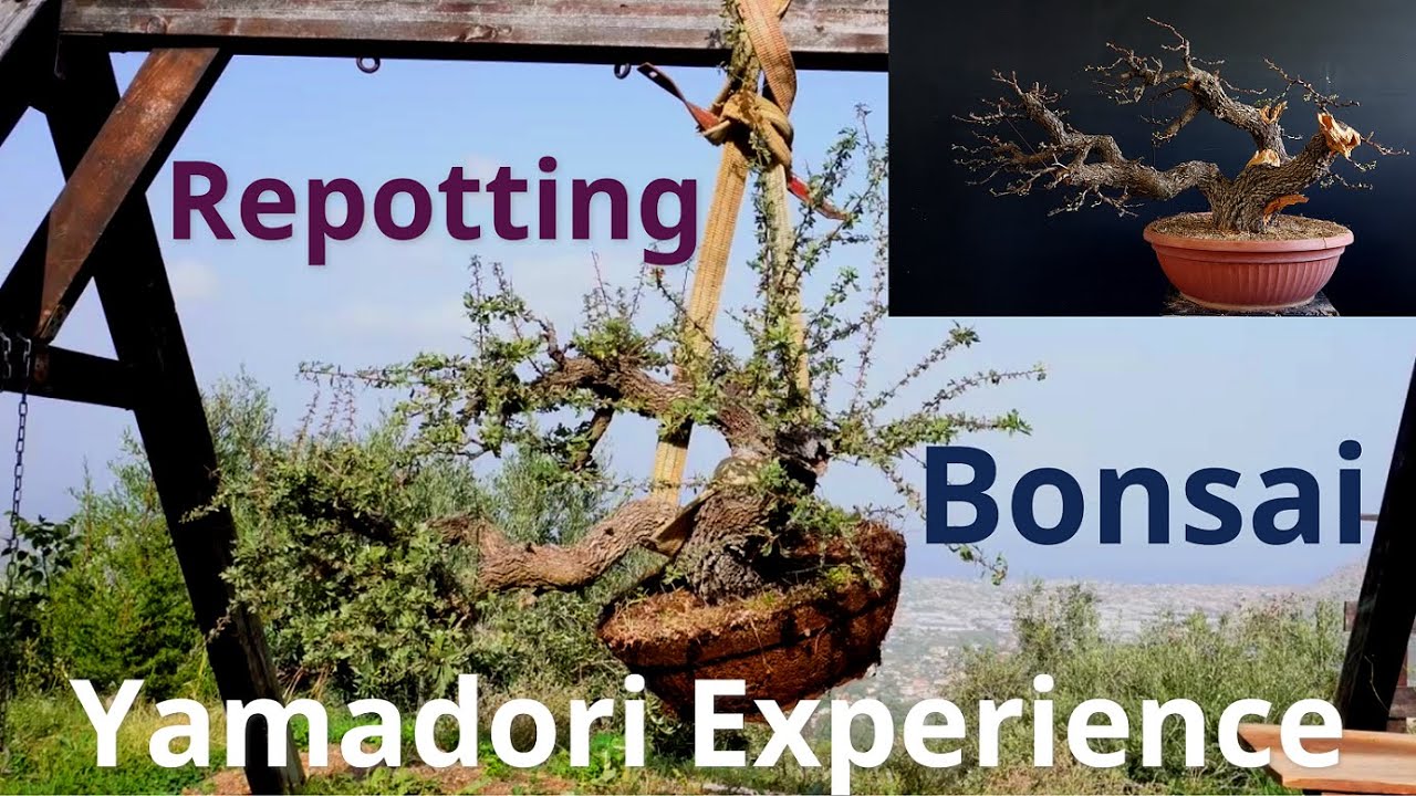 Rinvaso grosso biancospino futuro bonsai