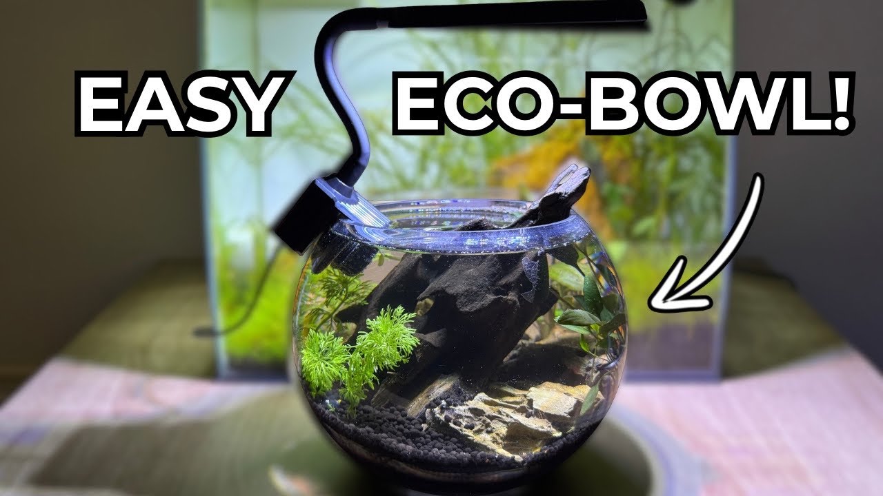 Creating a Beginner Friendly Eco-Bowl