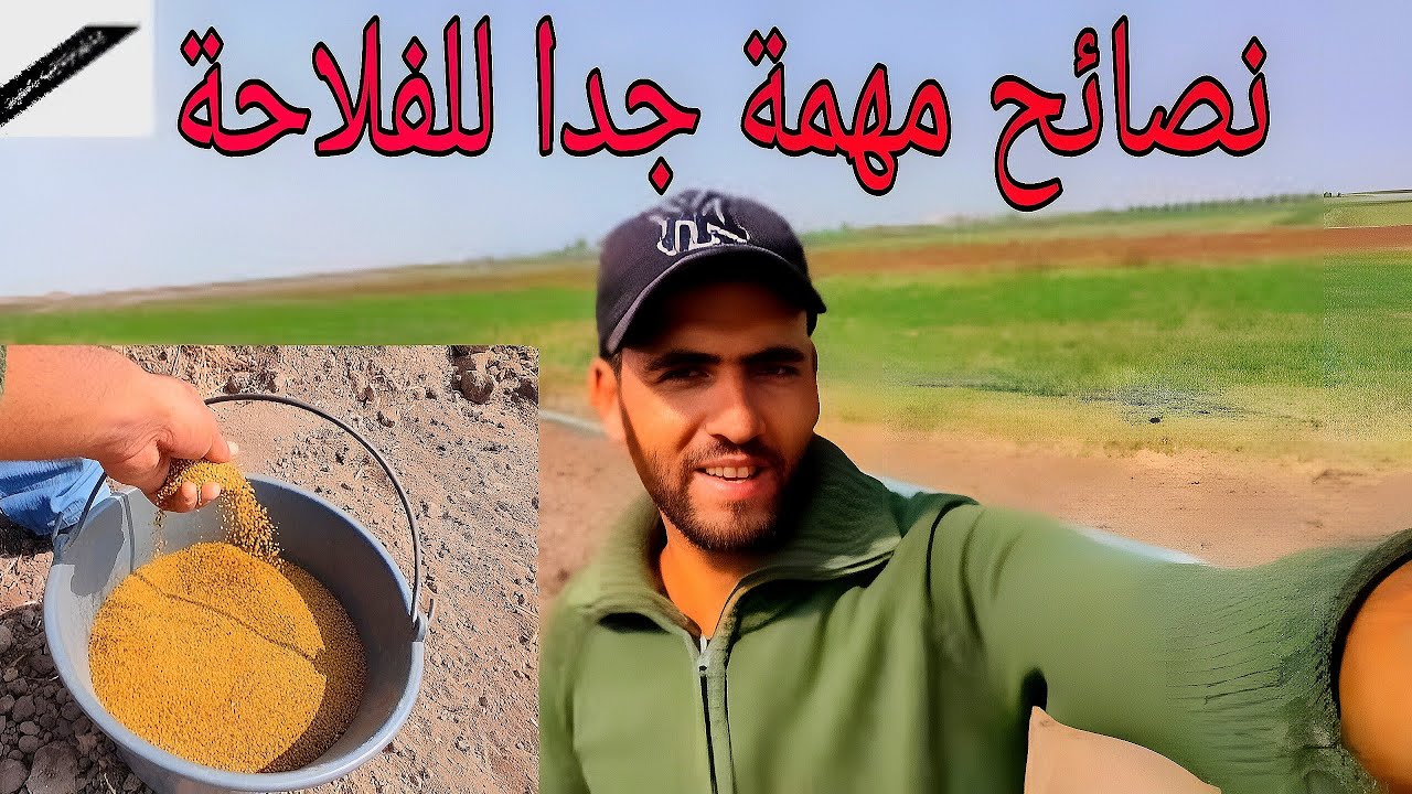 طريقة زراعة الفصة بالمغرب Alfalfa cultivation Pioneer seed : الطريقة الصحيحة لزراعة الفصة