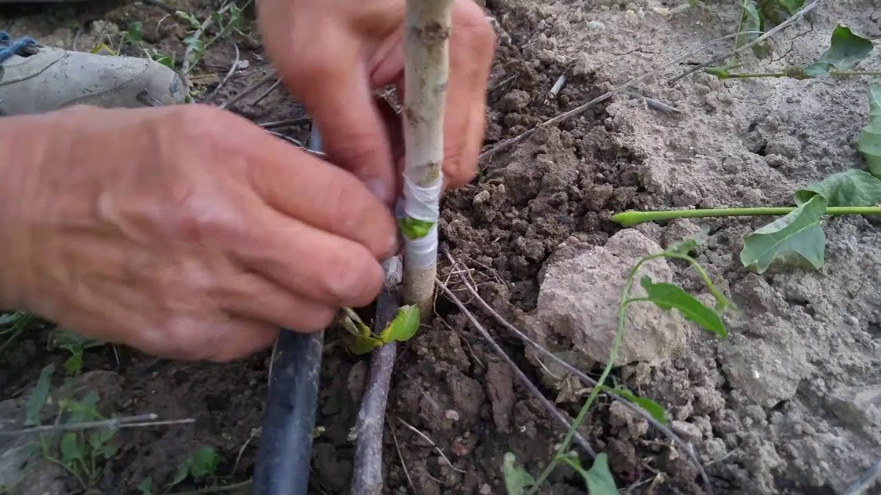 Καρυδιές Καλιφόρνιας Walnut Grafting