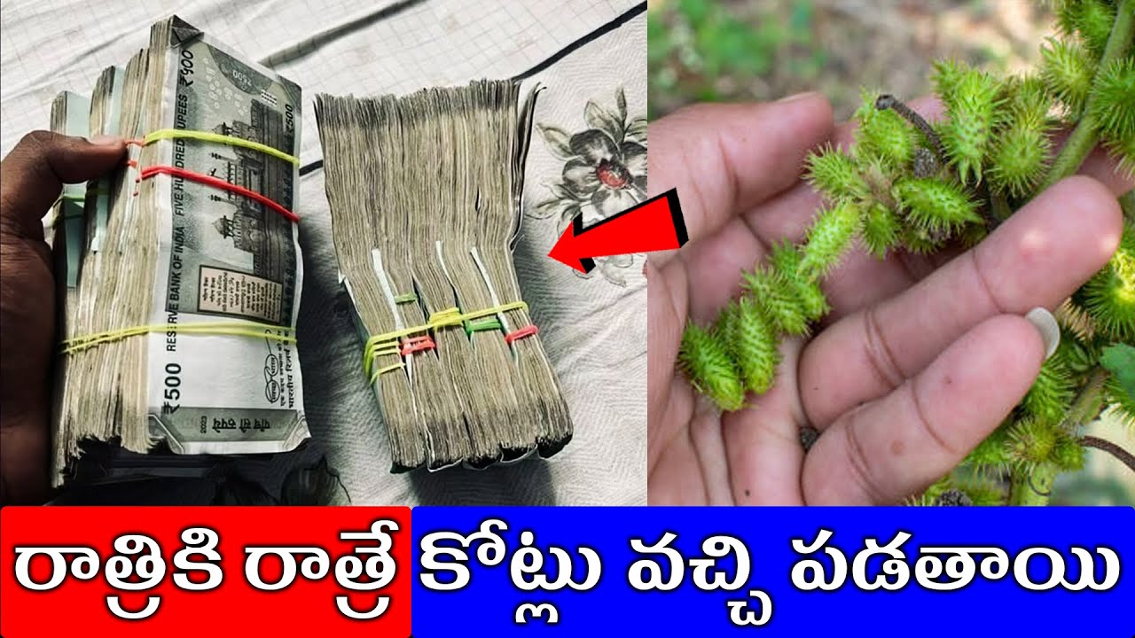 రాత్రికి రాత్రే కోట్లు వచ్చి పడతాయి