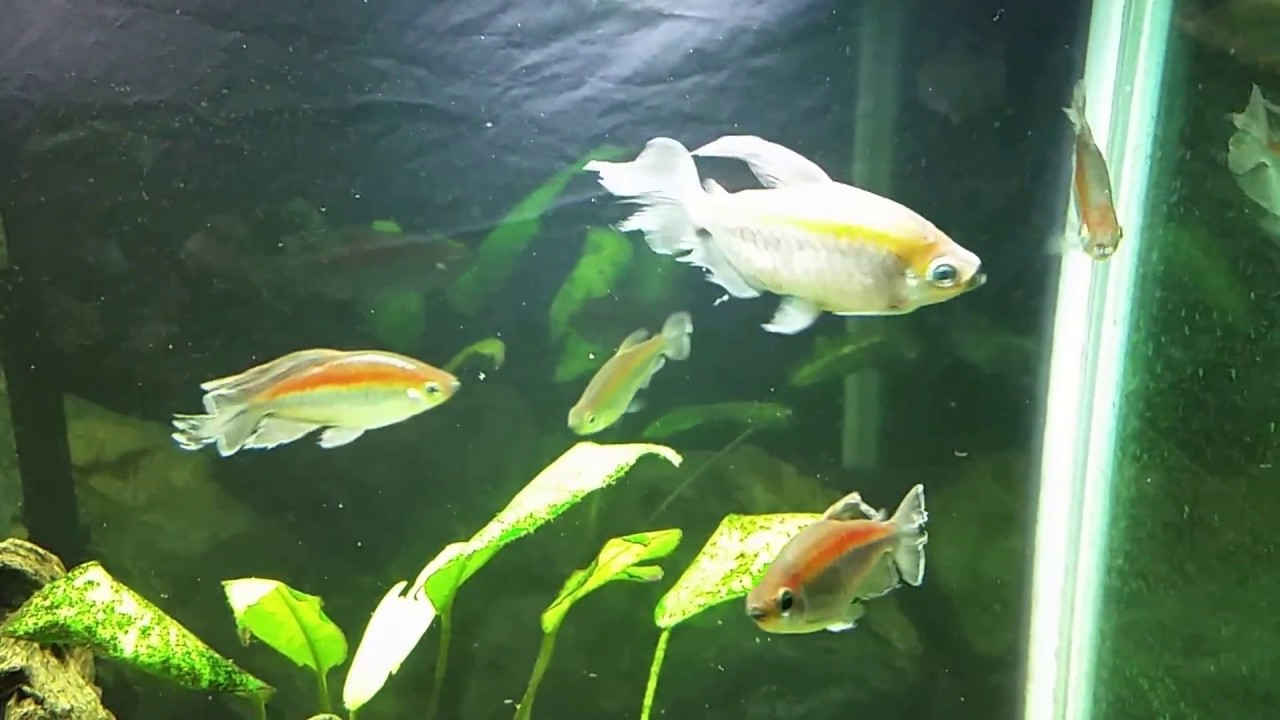 Congo Tetra Has Pop Eye Disease And Is Showing It's Age