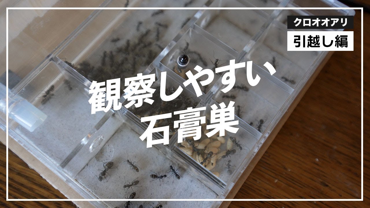 【アリ飼育】観察しやすいアリ飼育ケース「平置きスケルトン石膏巣」にクロオオアリを引っ越し！