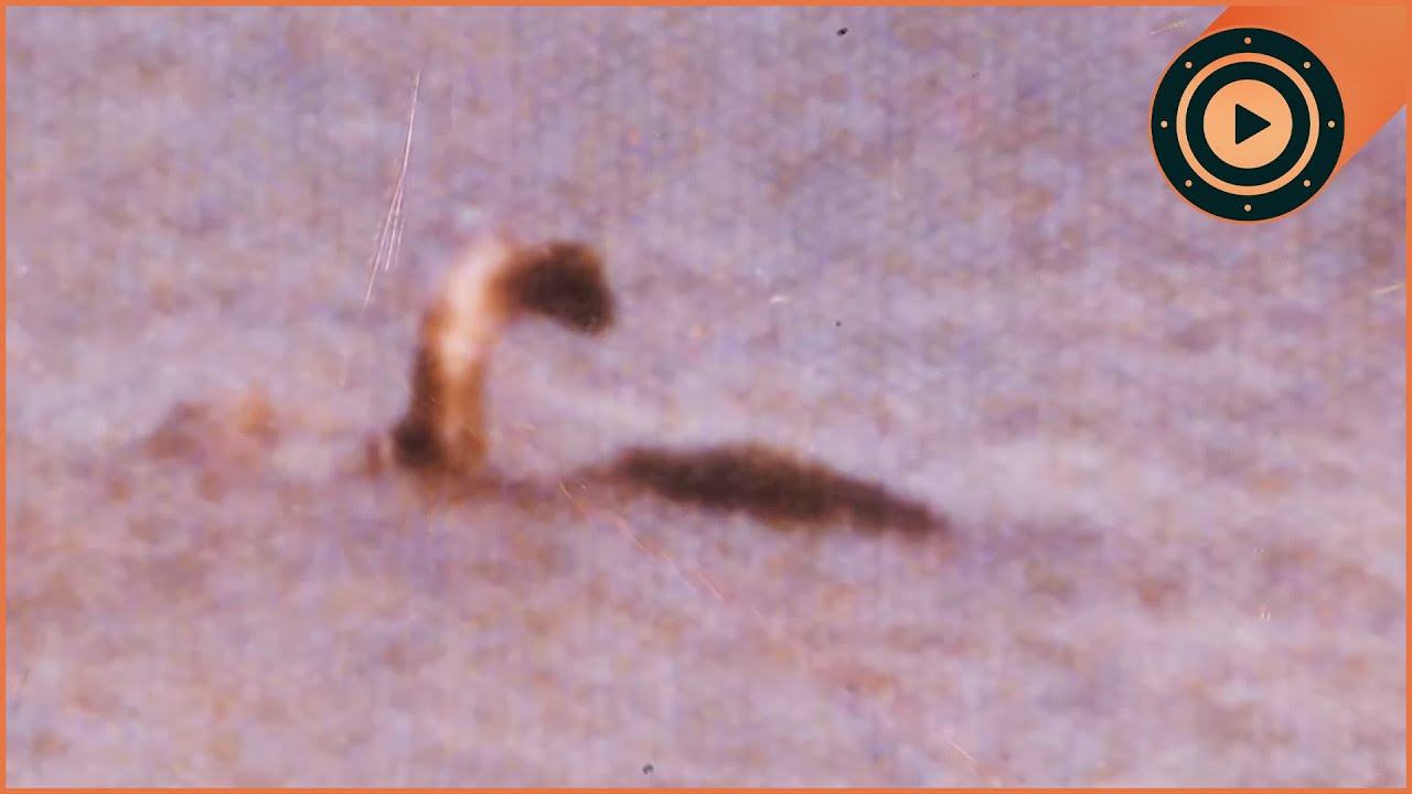 ''Champ'': The Scariest Legend You've Never heard Of