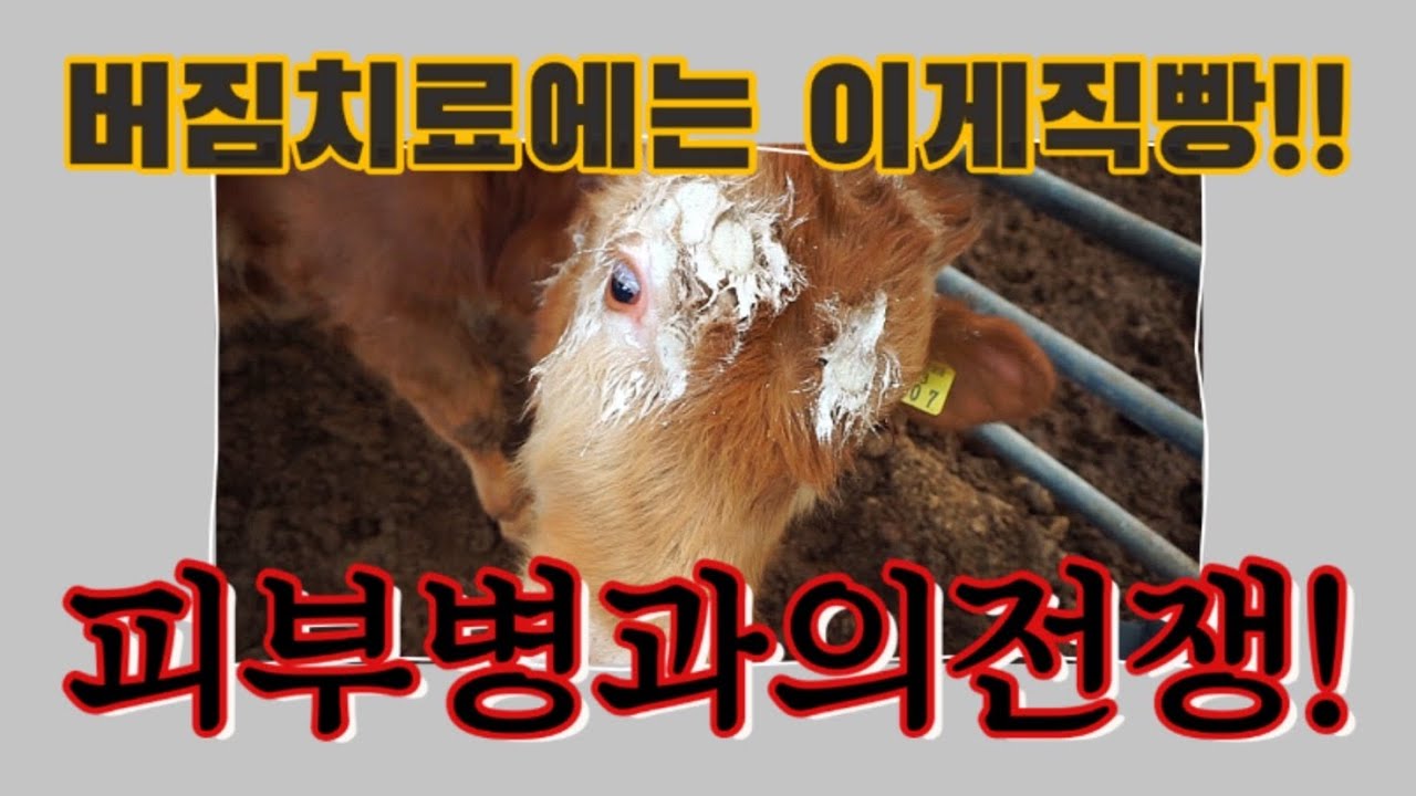 송아지버짐치료에는이게직빵!! 피부병과의전쟁시작 (feat. 내가알면수의사했지!!) 귀농부부의 축사브이로그