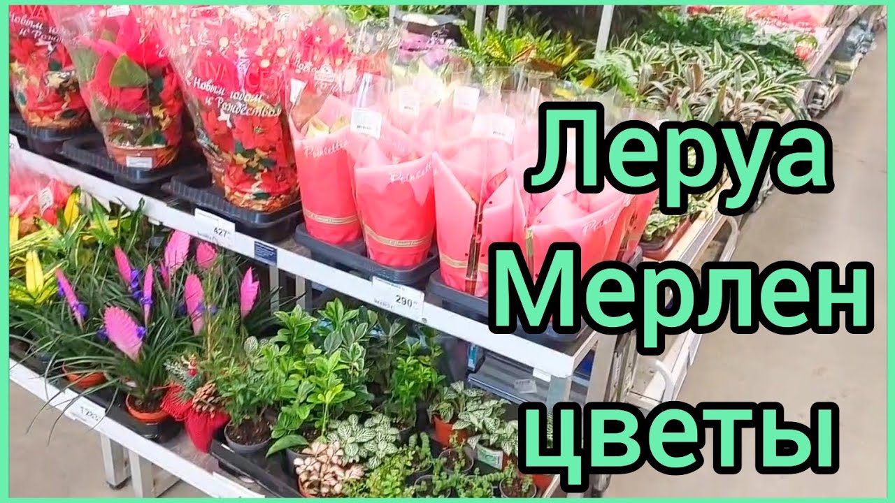 09.01.24 #ЛеруаМерлен 🌸 #новые #цветы 🌿 #орхидеи 🌸 #суккуленты #фикус #алоказия #растения #Липецк