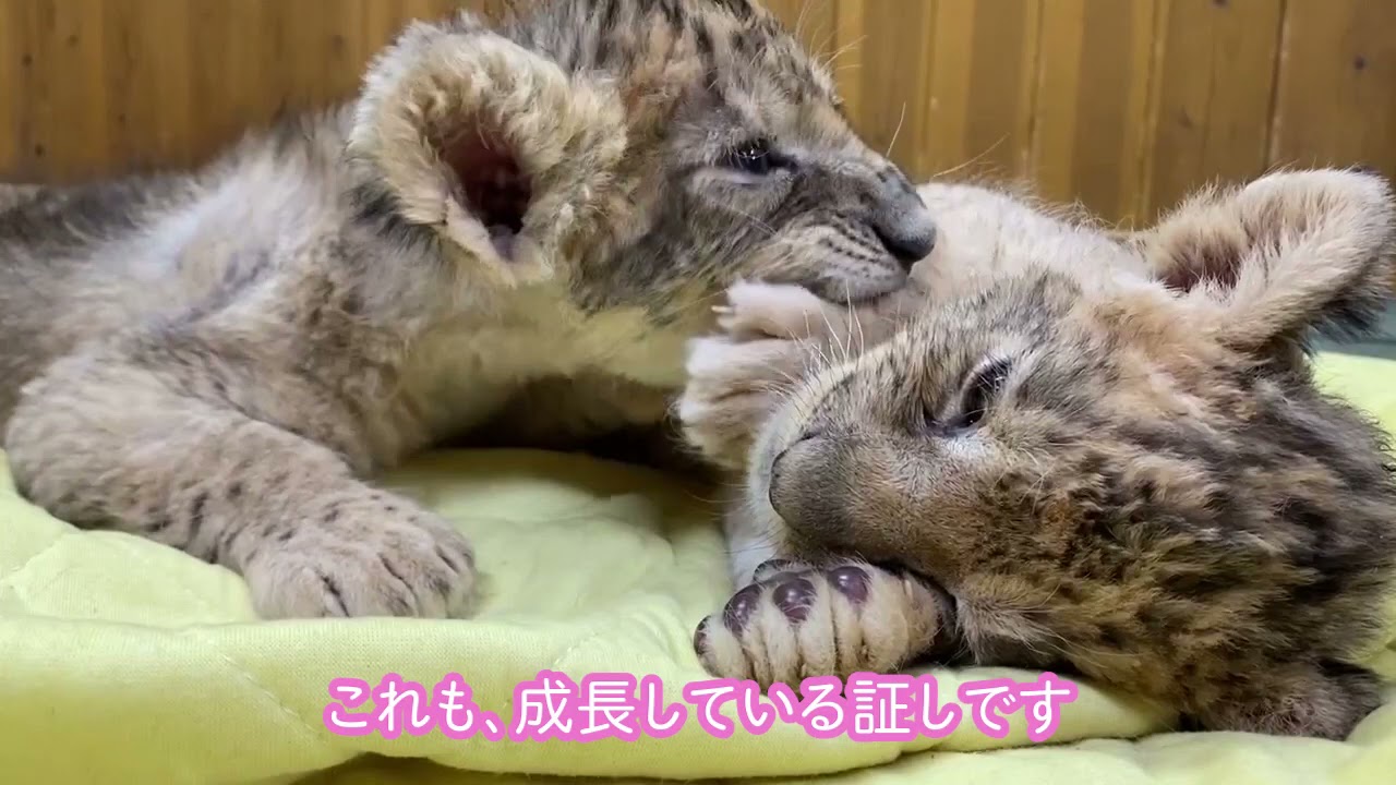 【富士サファリパーク】ライオンの赤ちゃん生後1ヶ月・記念ムービー