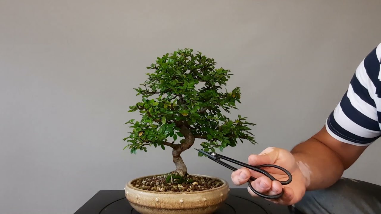 Ulmus parvifolia - make branchs masive