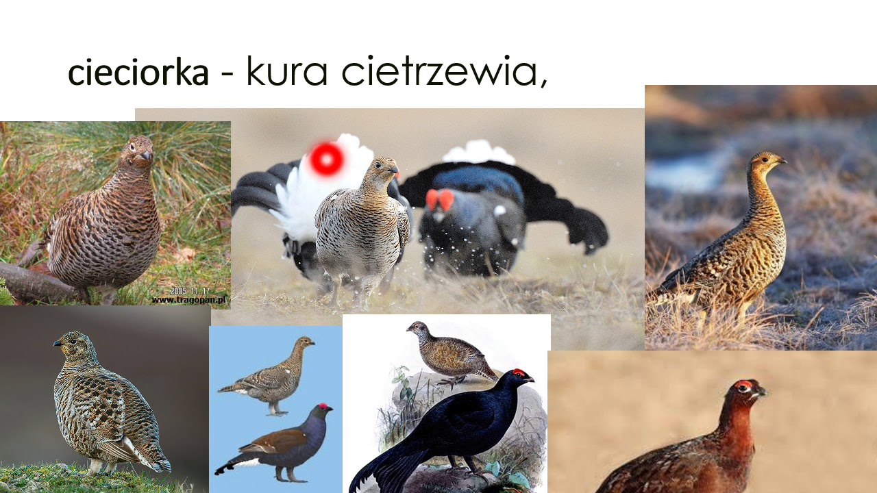 Staż PZŁ odc. 3