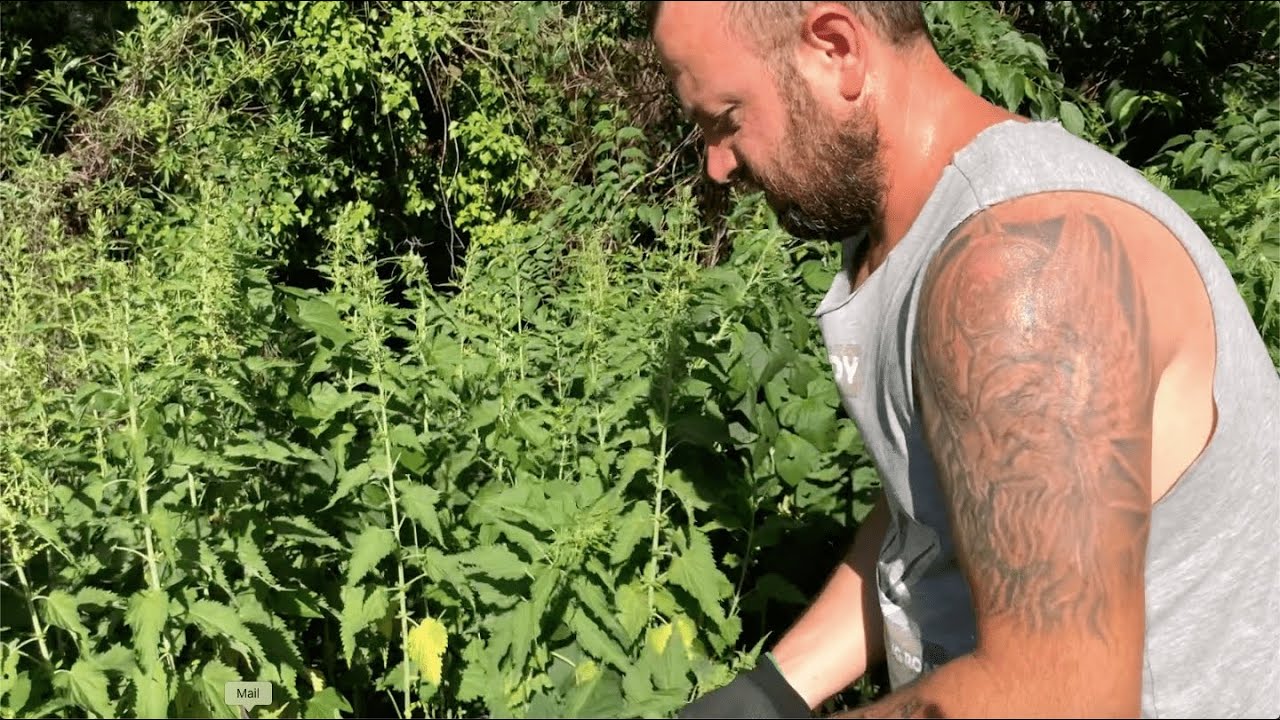 Isırgan Otundan Doğal İla&ccedil; Yapımı | Sebzelerimizi Zararlılardan Nasıl Koruruz |