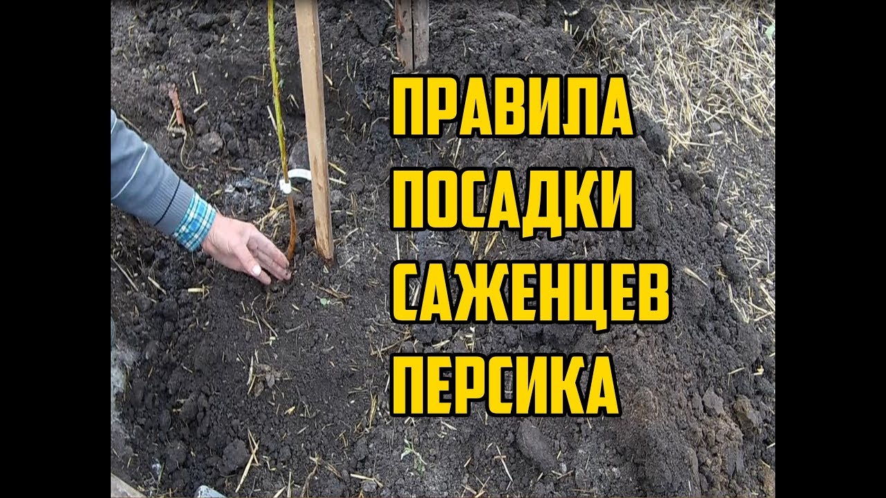 Как посадить персик правильно / Посадка персика осенью / Правила посадки саженцев персика
