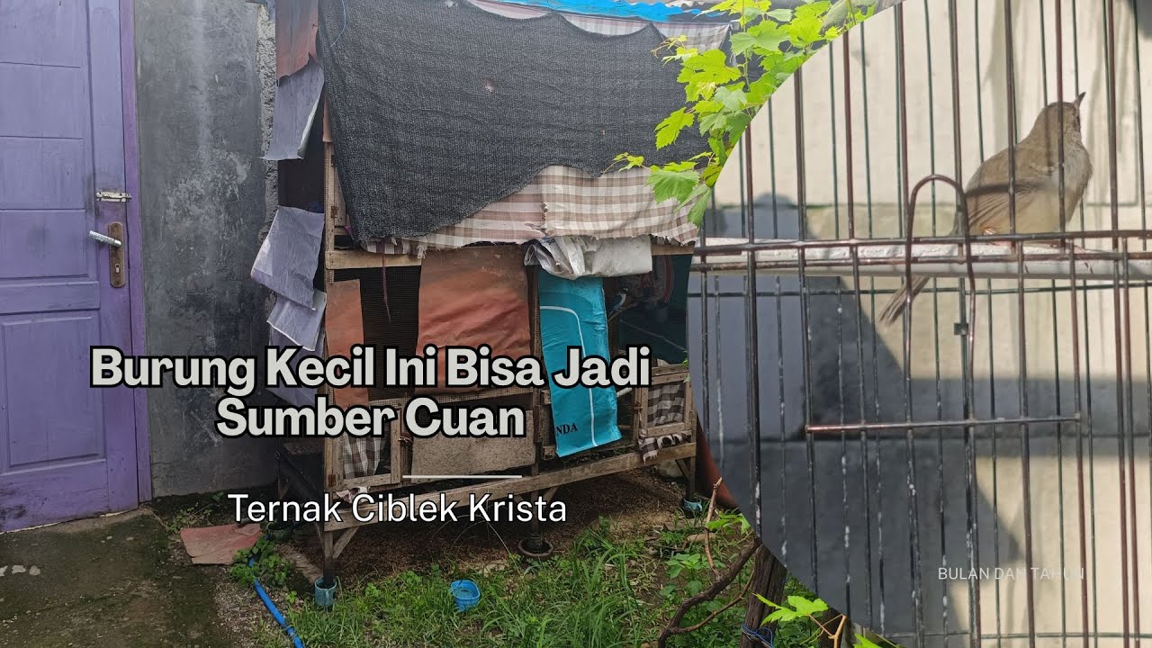 Peluang Usaha Ternak Ciblek Kristal | Cocok untuk Pemula