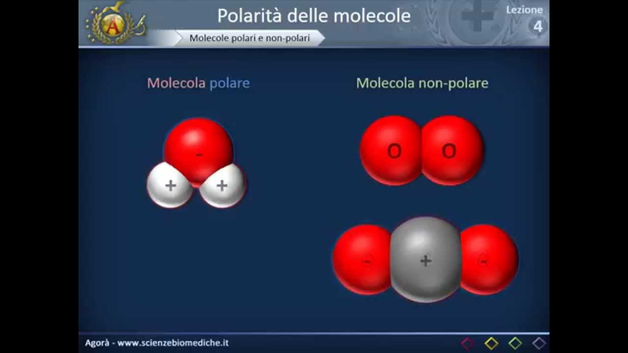 Citologia 04 - Polarit&agrave; delle molecole