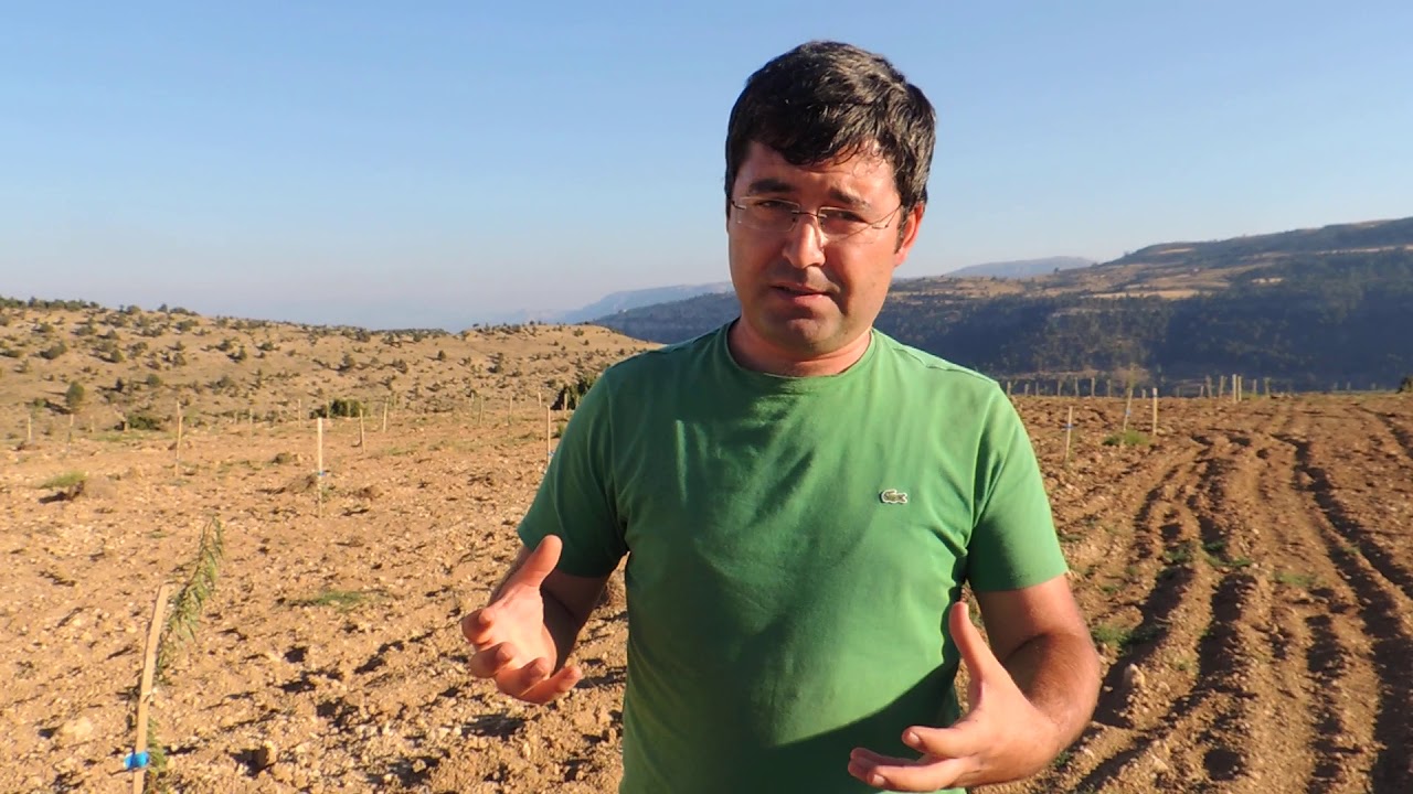 Yaz Dikimi Susuz Makako Badem Fidanı Dikimi
