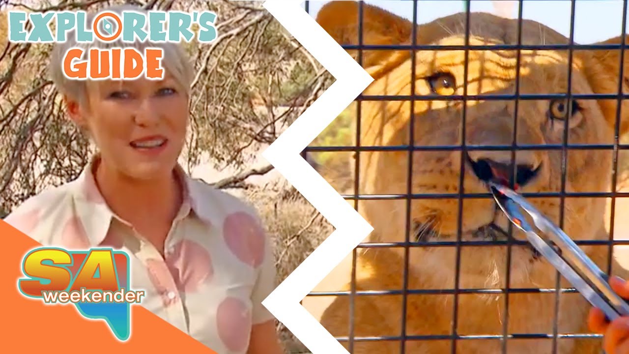 Lion 360 In South Australia, The New Way To Get Close To BIG CATS! | Full Episode | SA Weekender