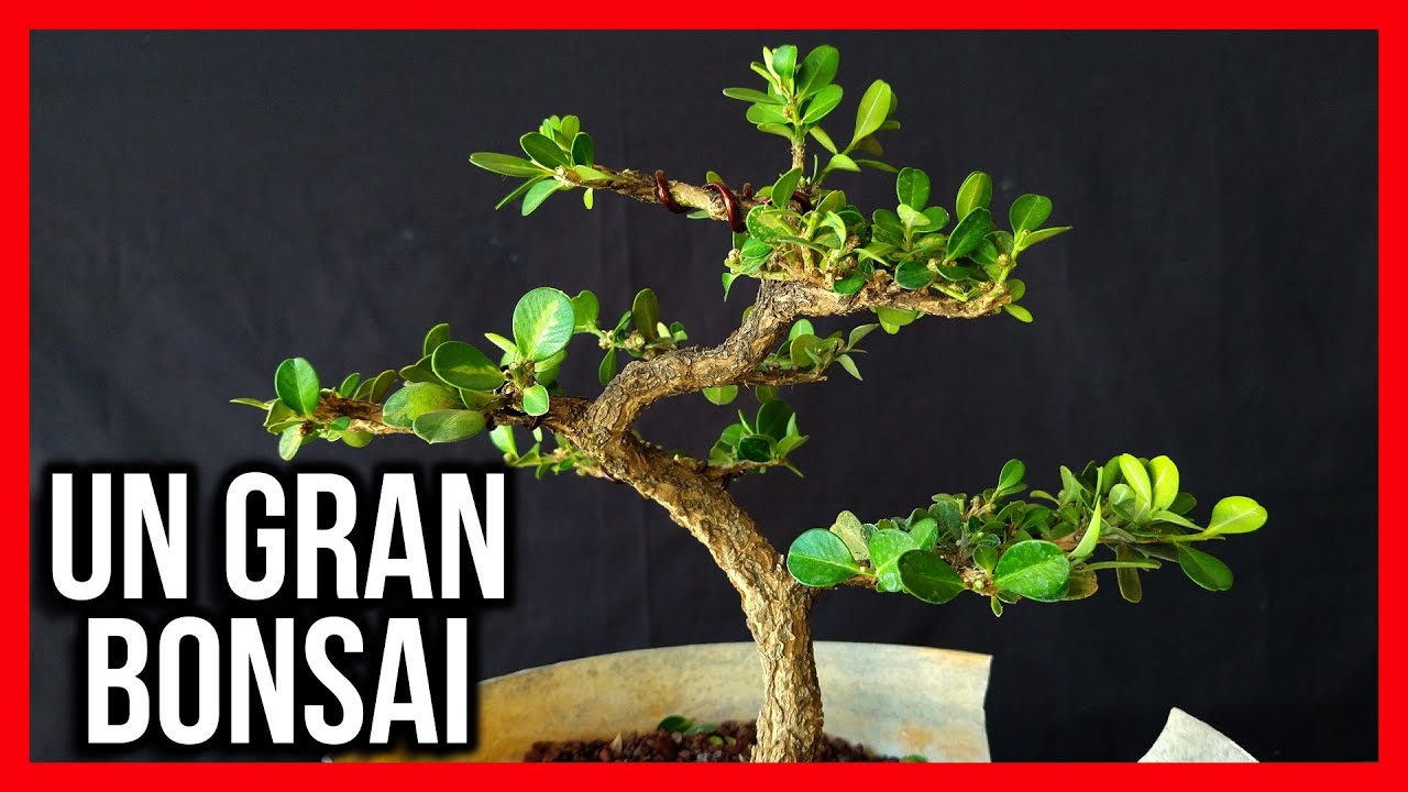 COMO HACER BONSAI ECHO CON BUXUS un arbusto de vivero a bonsái UN PROYECTO DE POCOS AÑOS DE CULTIVO