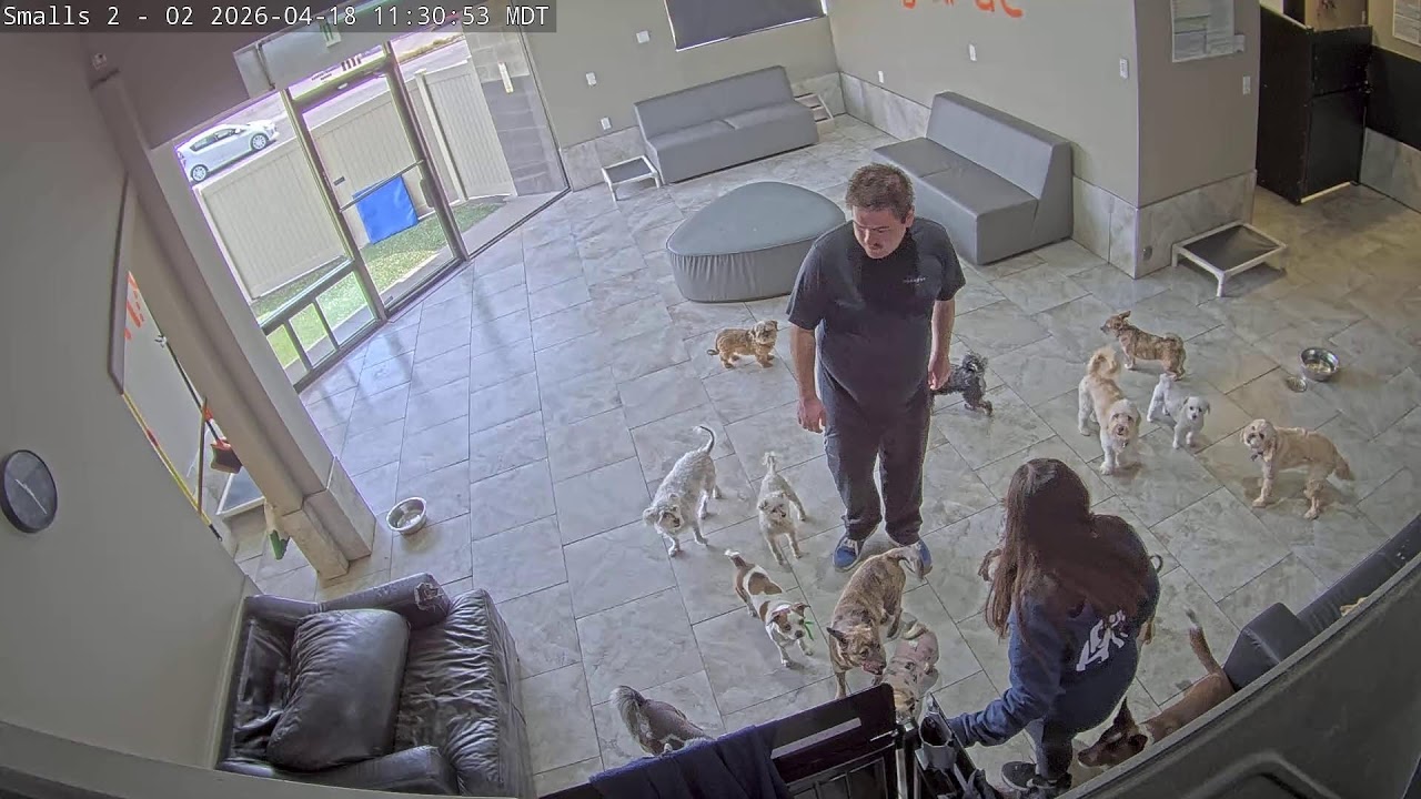 DogMode: Small Dogs Inside #1