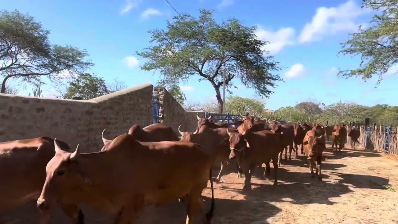 Separa do gado Sindi, guzera e curraleiro P&eacute; duro, fazenda carna&uacute;ba 