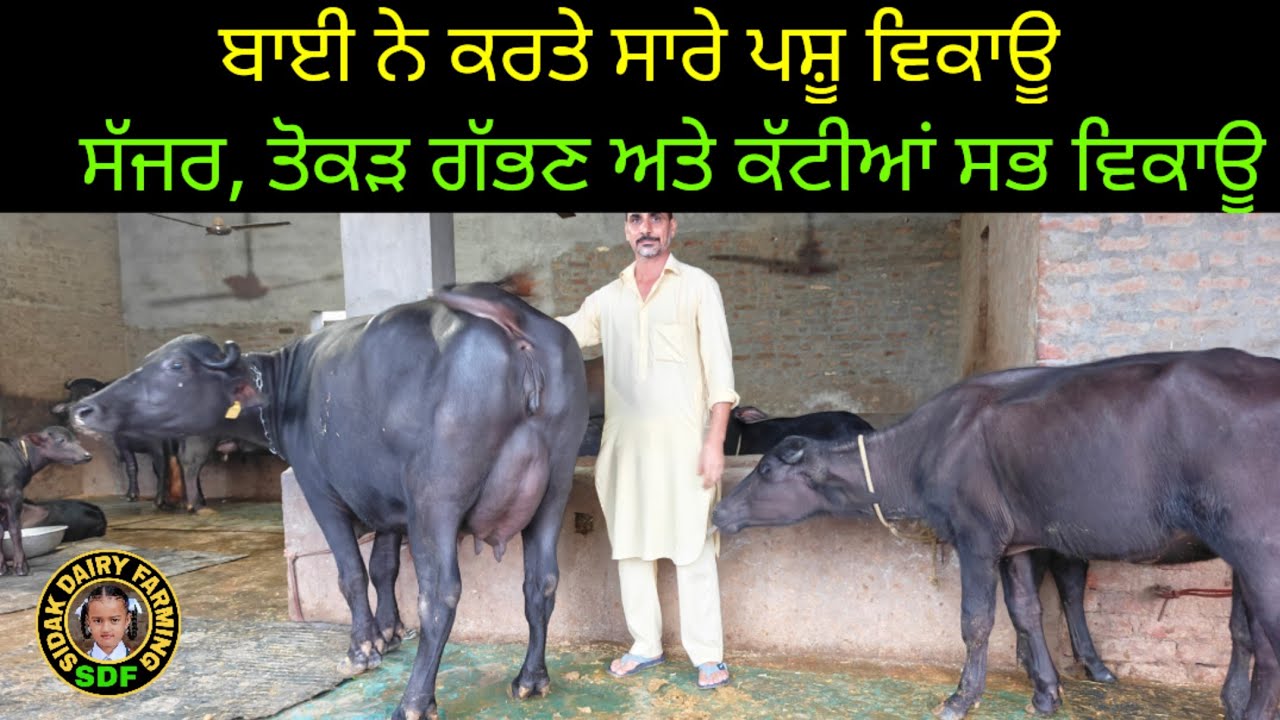 ਸੱਜਰ, ਤੋਕੜ ਗੱਭਣ ਮੱਝਾਂ ਅਤੇ ਕੱਟੀਆਂ, ਝੋਟੀਆਂ ਸਾਰੇ ਪਸ਼ੂ ਵਿਕਾਊ, All Animals for sale