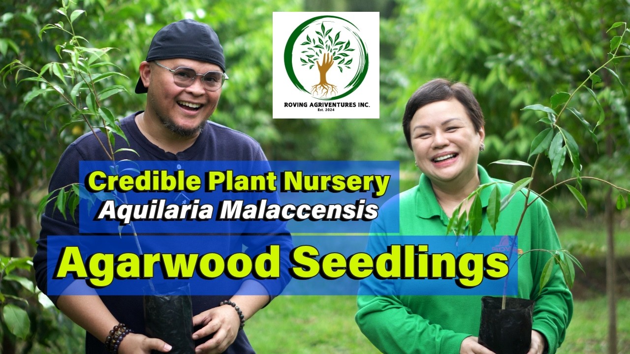 Century Old Agarwood Mother Tree - Credible Plant Nursery