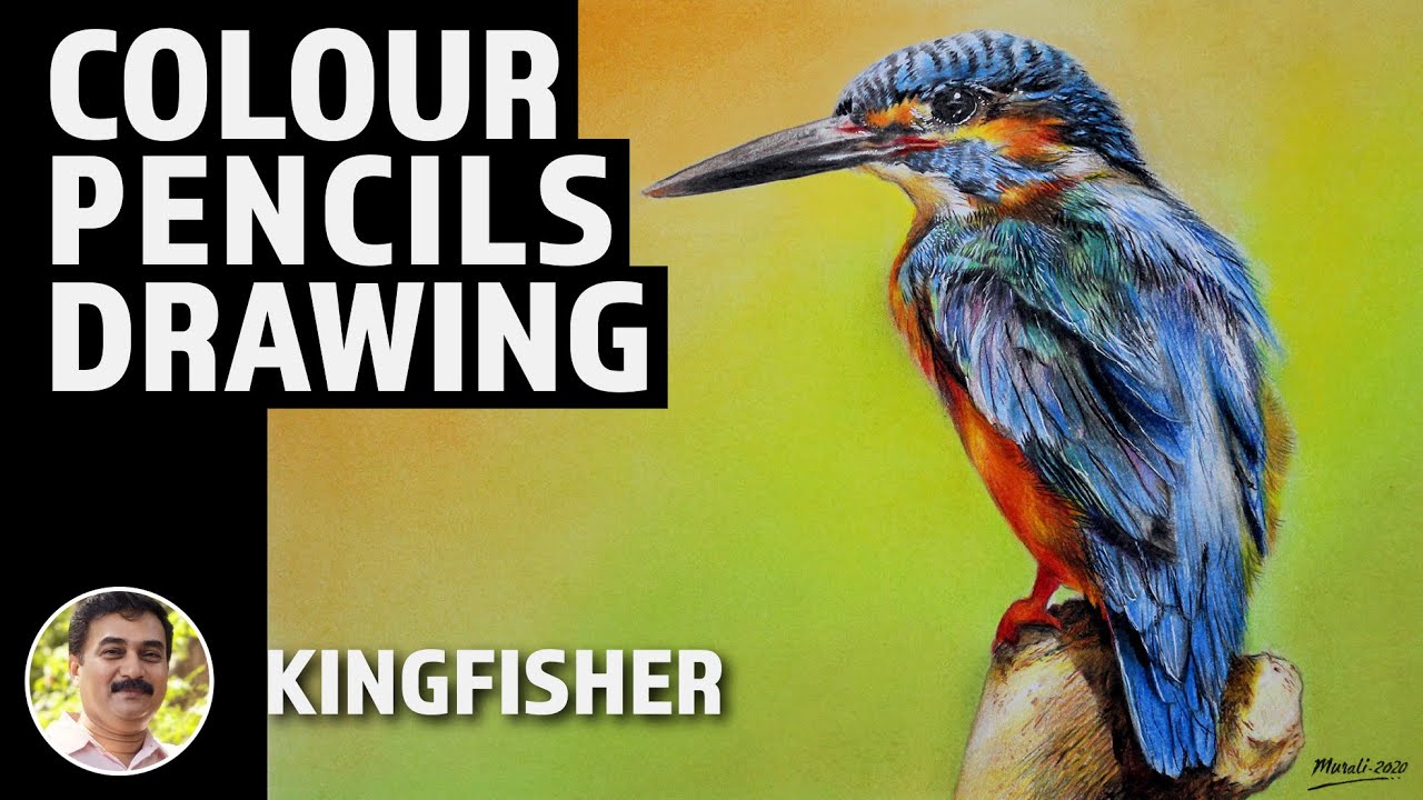 How to Draw Kingfisher | Colour Pencil Drawing | Murali
