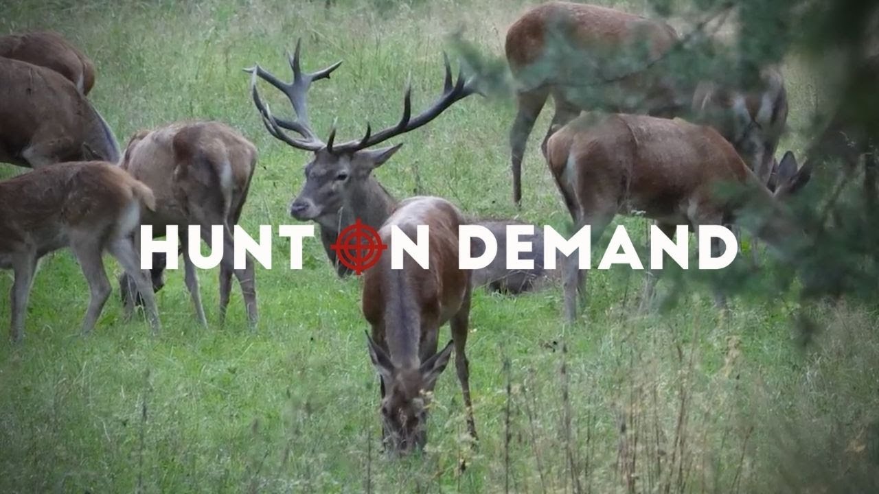 Der Kronprinz aus Gartow – @jagenNRW Hunt on Demand Trailer