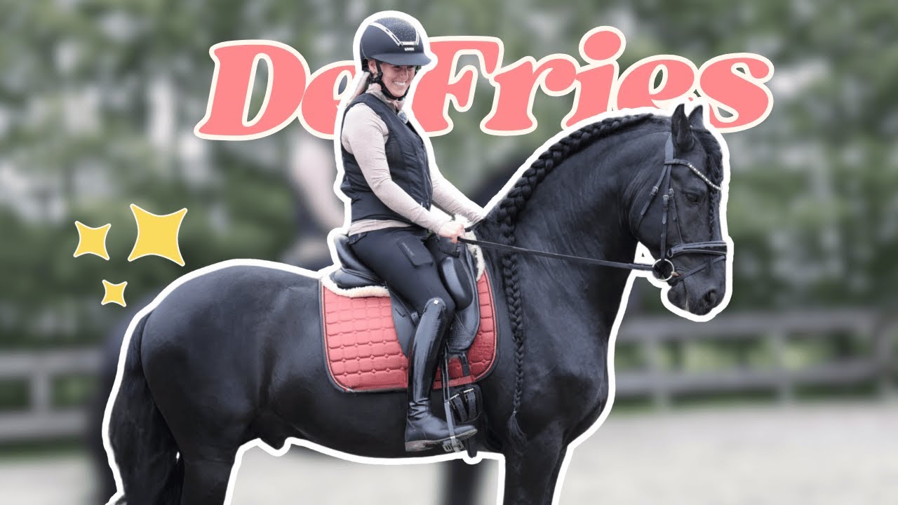 Riding a FRISIAN STALLION for THE FIRST TIME!!😱 || Equitality Breed Tour #1