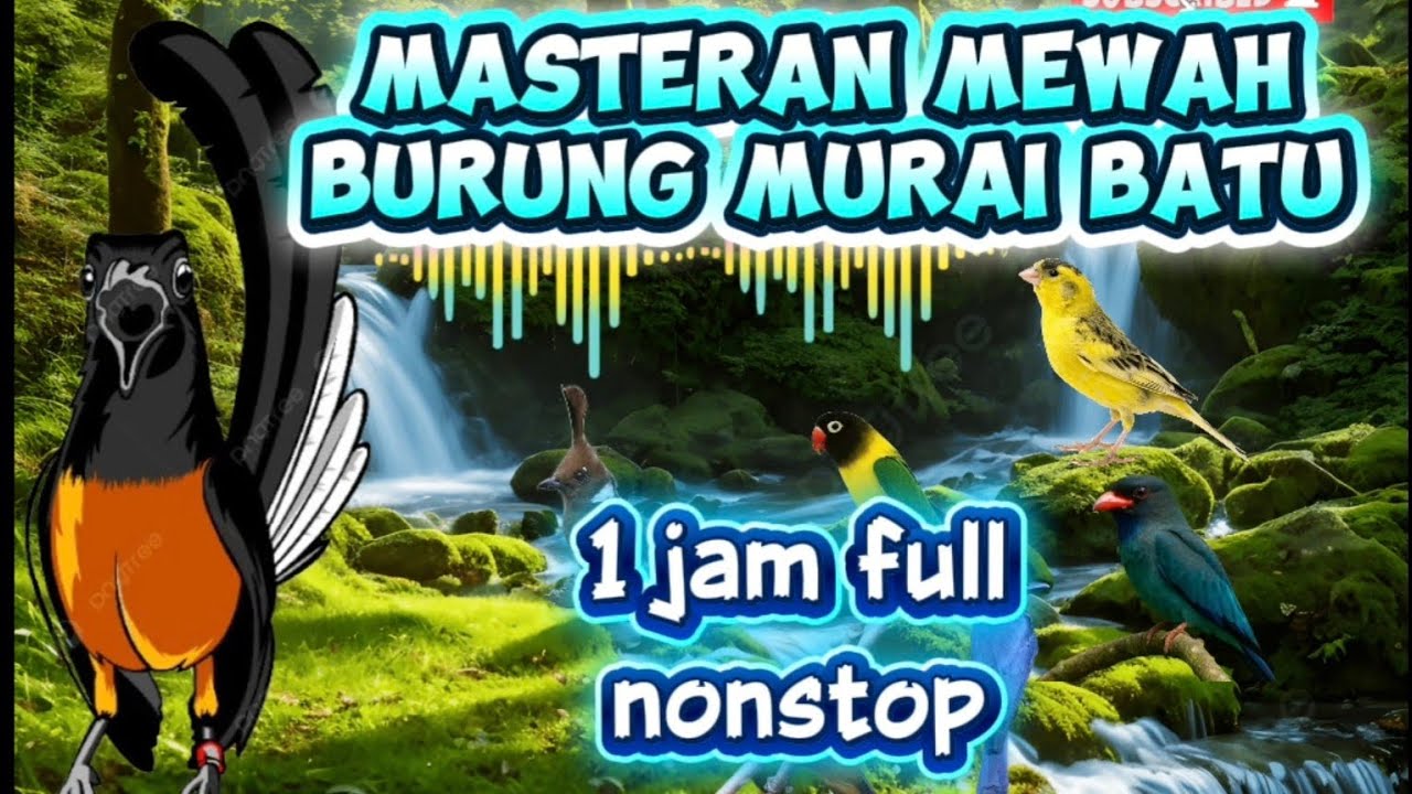 MASTERAN MEWAH BURUNG MURAI BATU 1jam full nonstop 