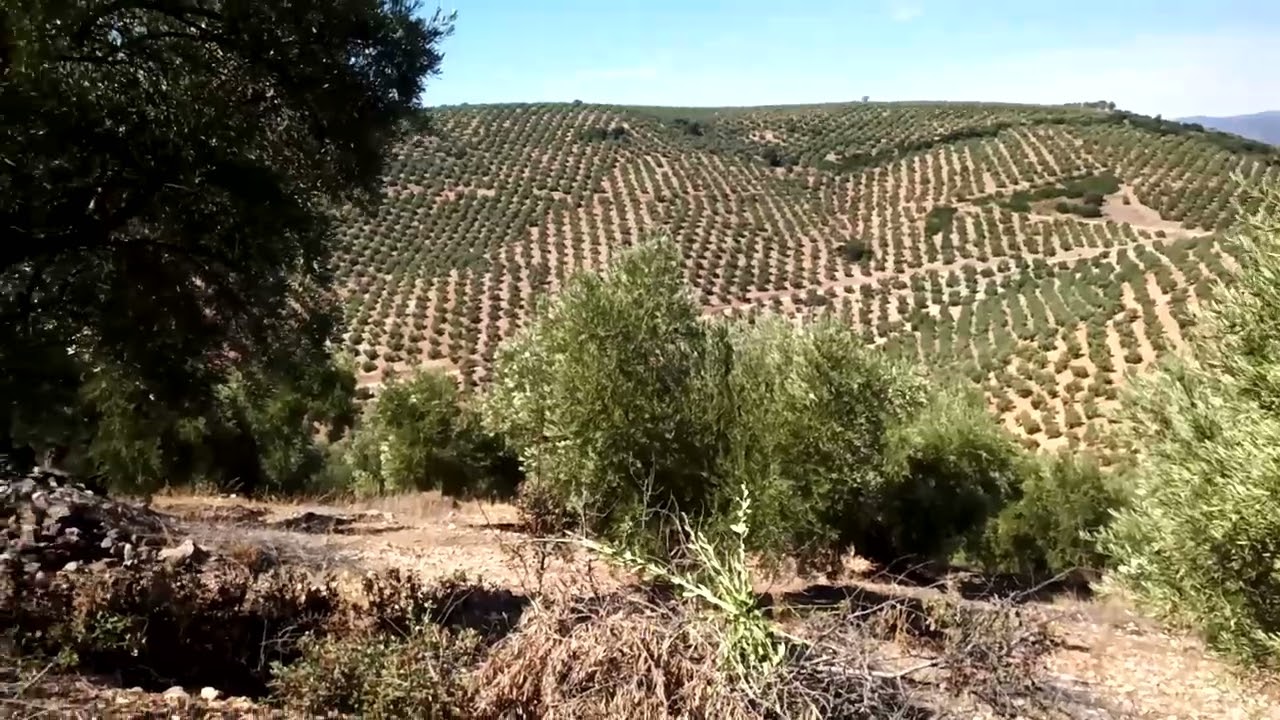 Renta del olivar de Jaén.