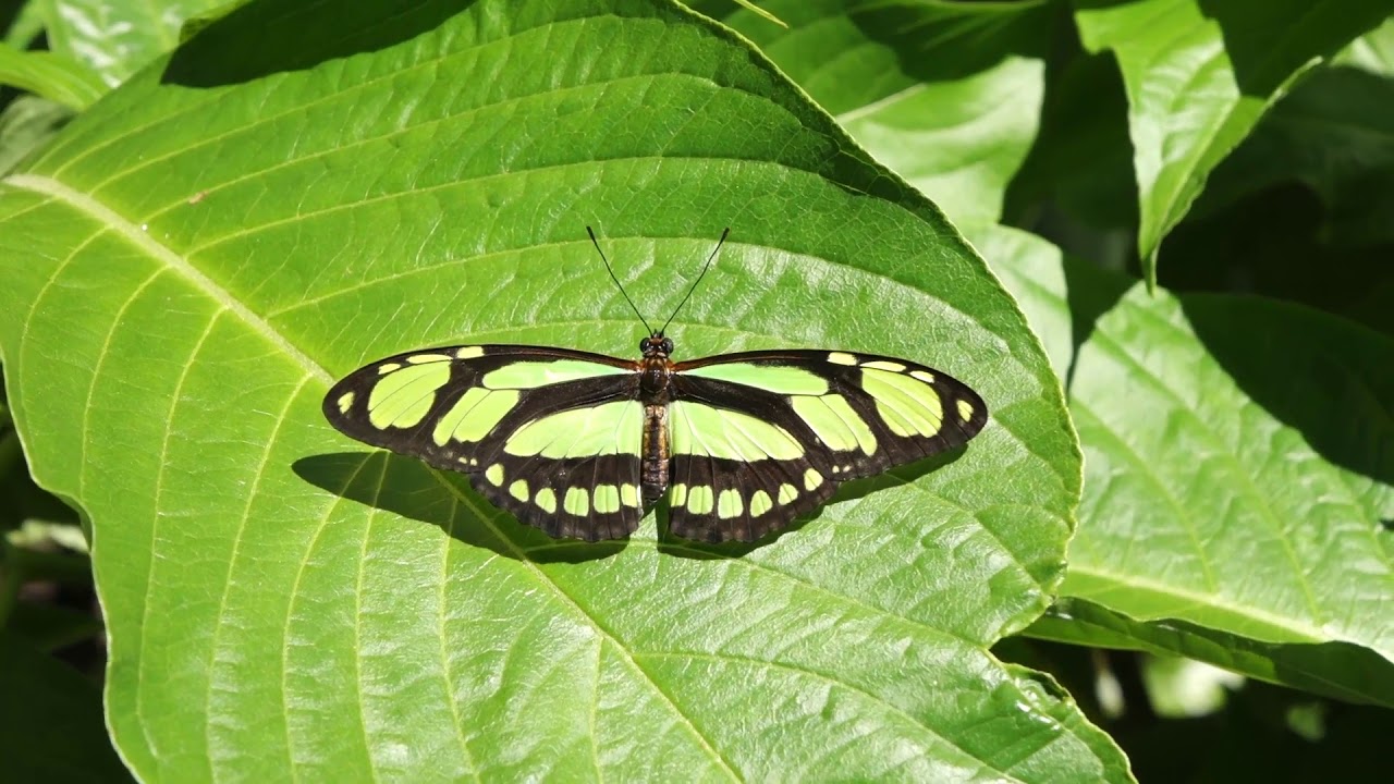 Butterfly Rainforest Moment: Green Longwing