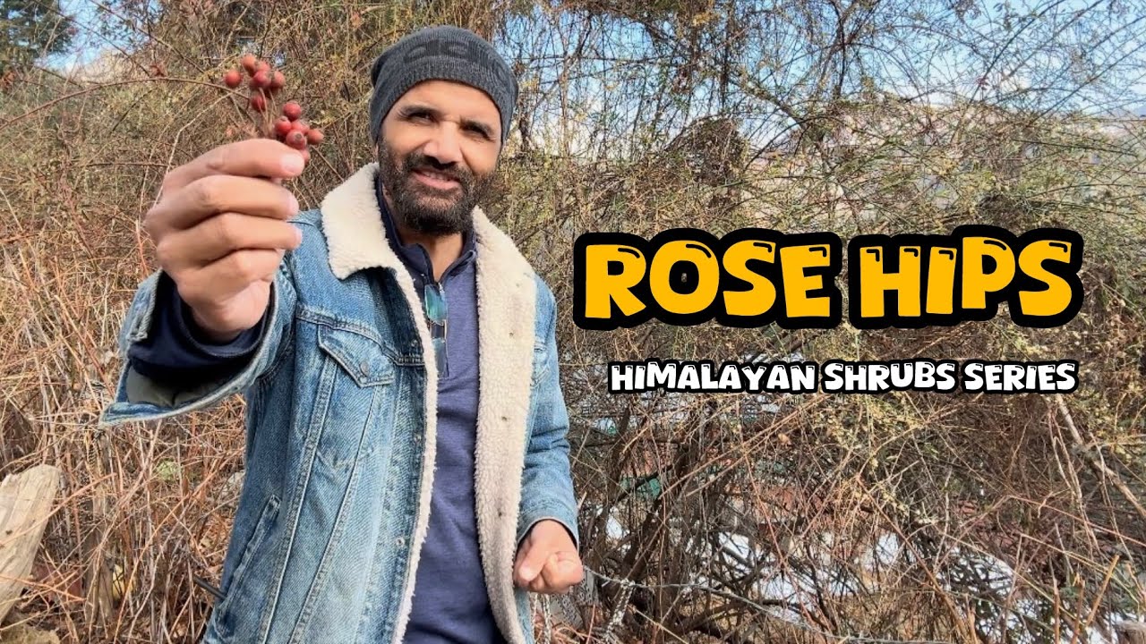 Rose Hips | Native Shrubs of the Himalayas · Shrub 01