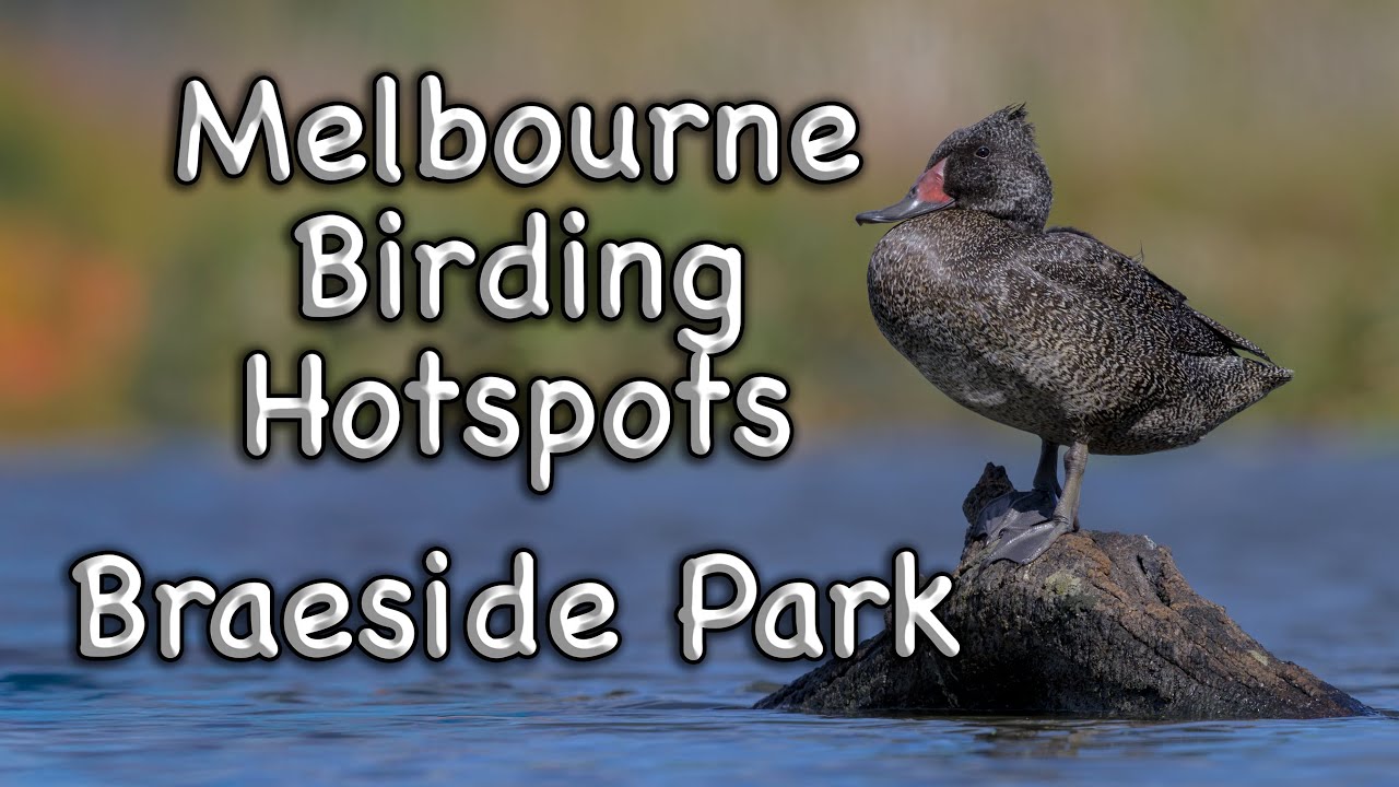 Melbourne Birding Hotspots - Braeside Park