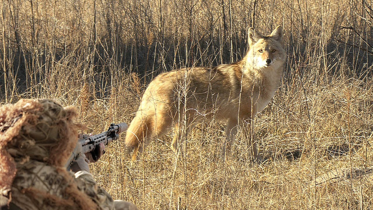 Coyote Hunting Shotgun Double