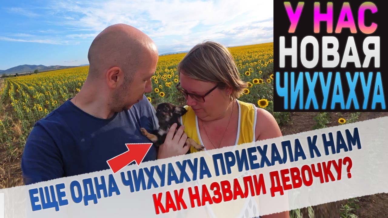 Еще одна ЧИХУАХУА в нашем питомнике! Кто такая и как назвали собаку?