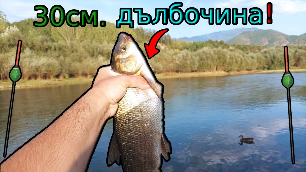 РИБИТЕ са повече от КАМЪНИТЕ! СКОБАРИ в 30 см вода! Риболов на ИЗТИЧАНЕ по Струма!Trotting for NASE!