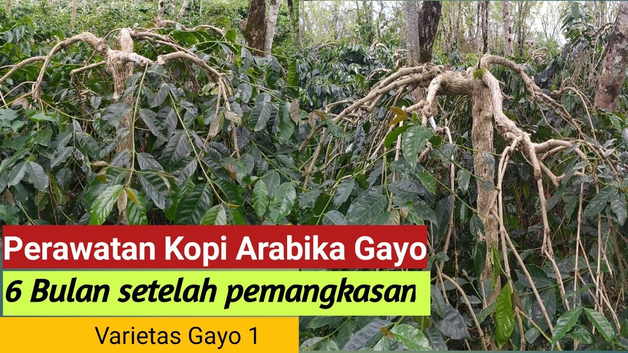 Обработка кофе Gayo Arabica через 6 месяцев после обрезки