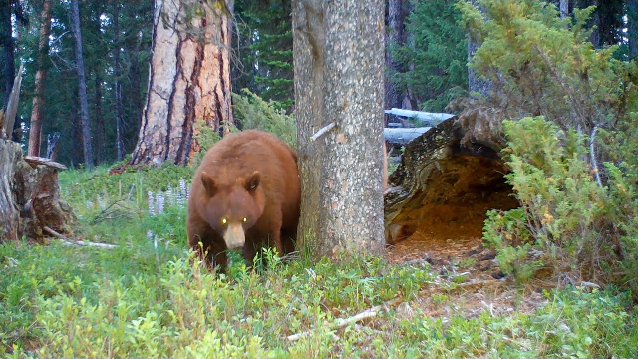Badgers, Bears and More at Hollow Log