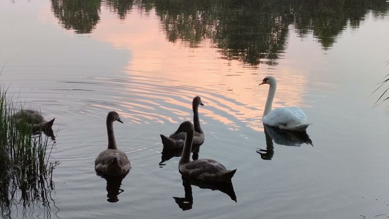 Рубежевичи