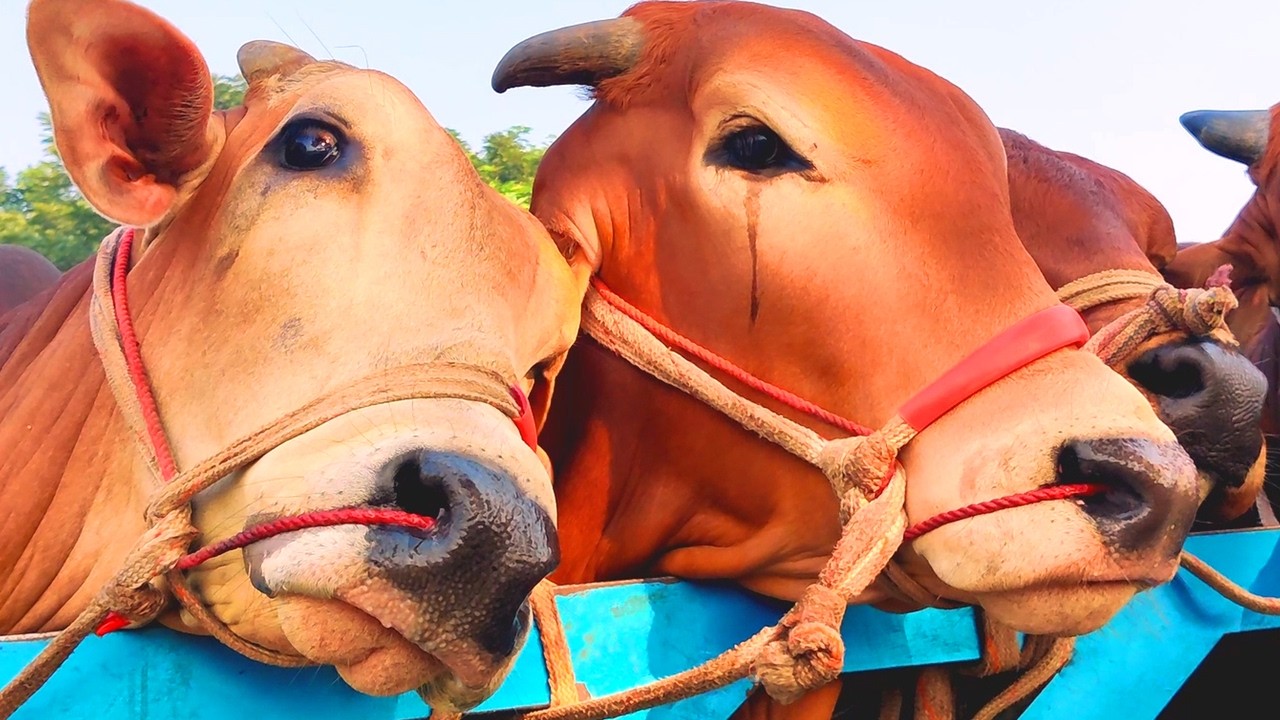 Cow unloading, cow videos, cow video, big cow, goru hamba cow, Ep 347