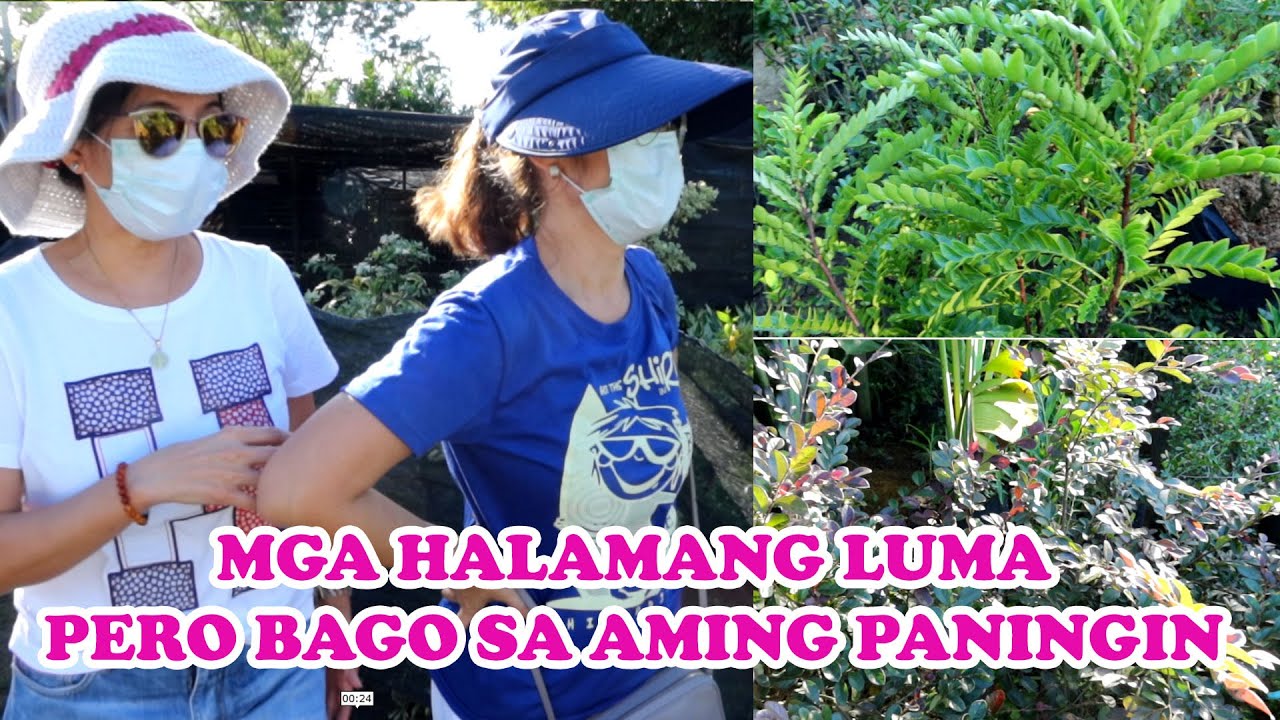 MGA LUMANG HALAMAN NA BAGO SA AMING PANINGIN