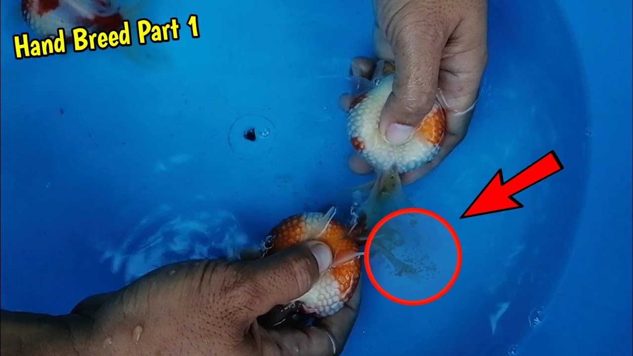Goldfish hand breeding part 1 | Ping pong pearlscale goldfish