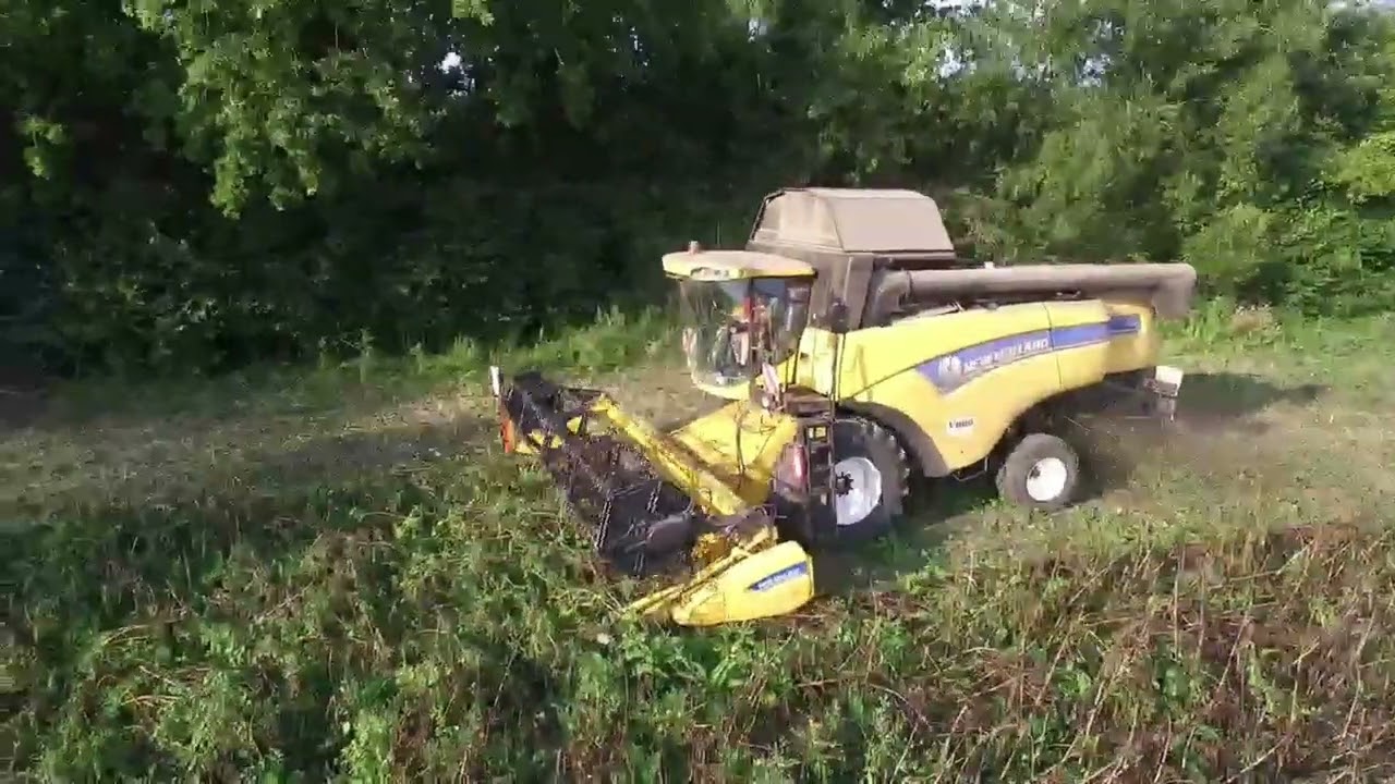 Moisson de féverole 2024 (2)