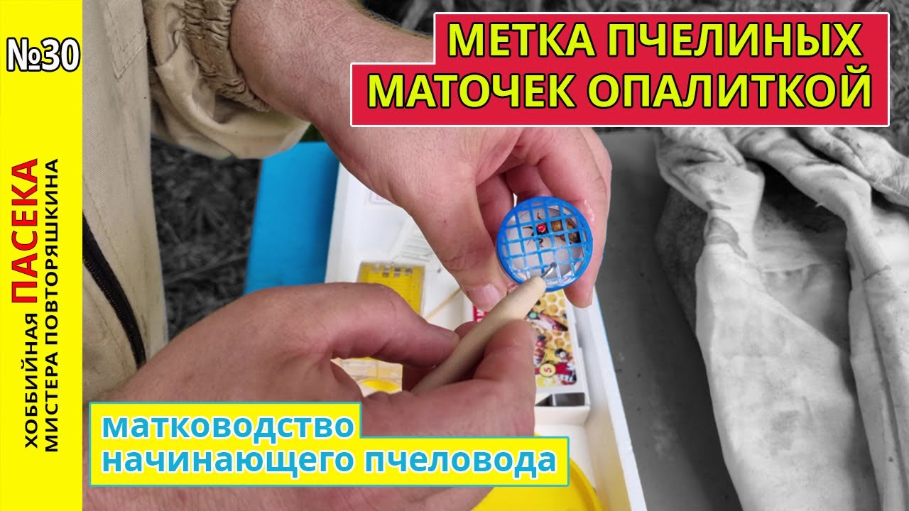 Как пометить маточку опалиткой. Коронация и имянаречение  плодной матки.