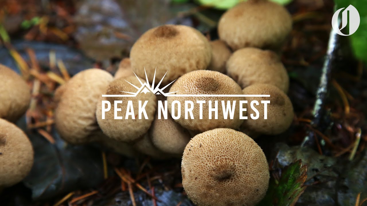 Hunting for mushrooms in Fort Stevens State Park | Peak Northwest