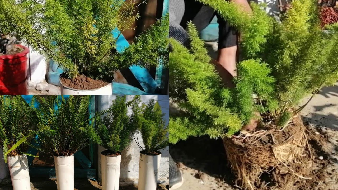 How to Care and Shift Foxtail Fern | Asparagus Densiflorus | Propagation From 1 to 2 | Fern Plants