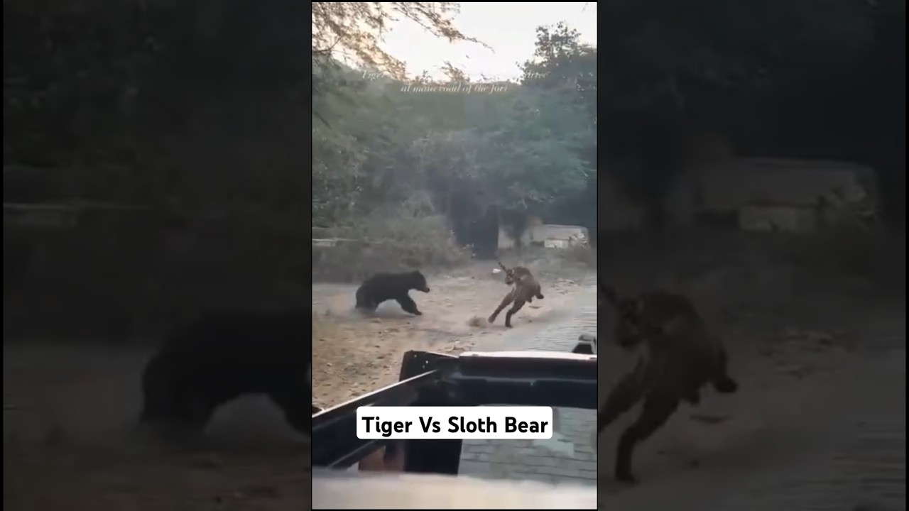 Tiger vs Sloth Bear: Rare and Intense Wildlife Clash Caught on Camera! #shorts #attack  #ytshorts